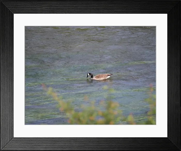Framed Print : A Canada goose Branta canadensis swims against the current on a river