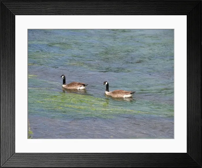 Framed Print : A pair of Canada geese swimming one behind the other against the current on a river