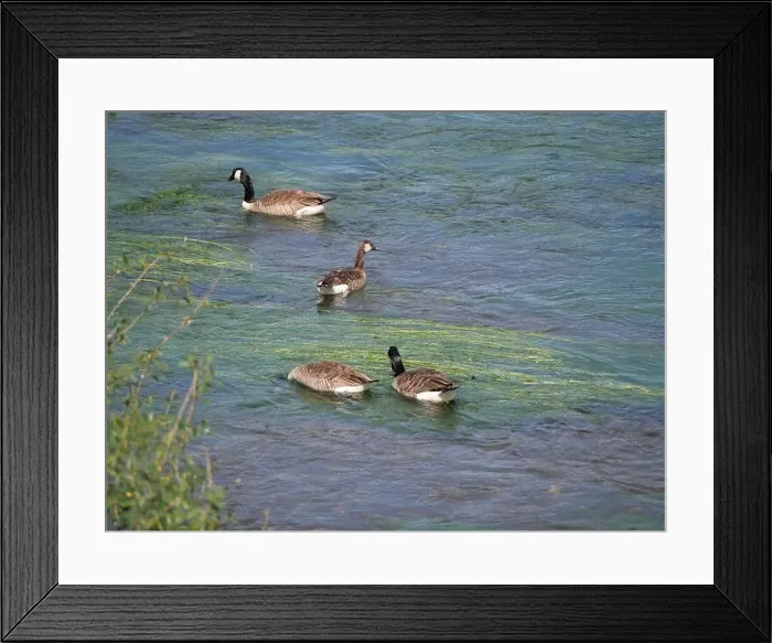 Framed Print : Canada geese and a greylag goose swimming against the current on a river