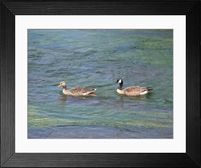 Framed Print : A greylag goose and a Canada goose swim one behind the other against the current on a river Framed Print : A greylag goose and a Canada goose swim one behind the other against the current on a river