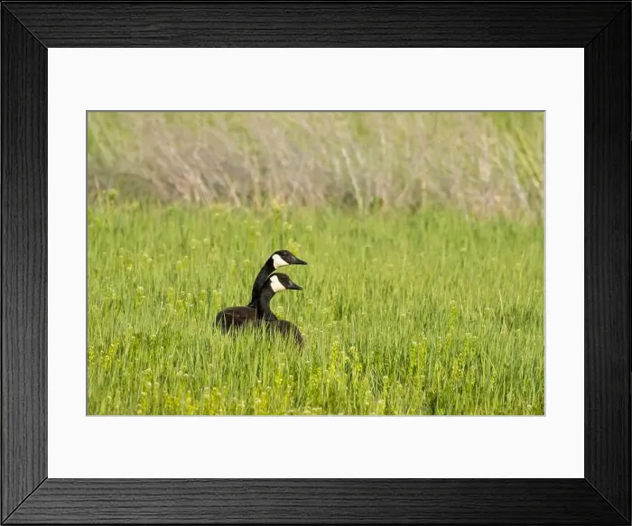 Framed Print : Canada geese (Branta canadensis), Malheur National Wildlife Refuge, Oregon Framed Print : Canada geese (Branta canadensis), Malheur National Wildlife Refuge, Oregon
