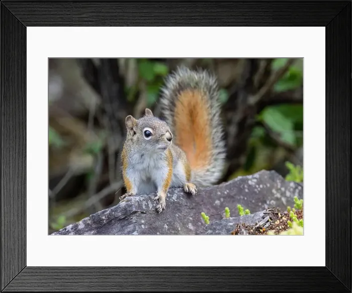 Framed Print : Red squirrel perched on top of a rock in spring Framed Print : Red squirrel perched on top of a rock in spring