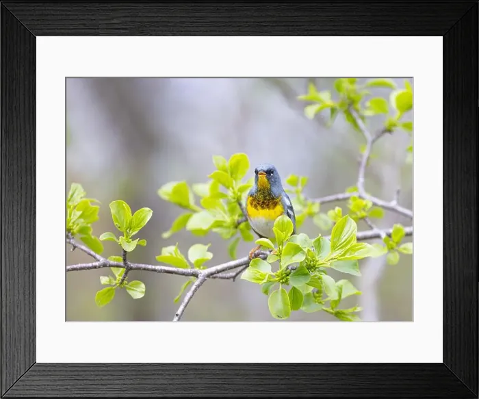 Framed Print : Northern Parula warbler perched on branch in spring in Ottawa, Canada Framed Print : Northern Parula warbler perched on branch in spring in Ottawa, Canada