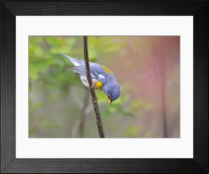 Framed Print : Northern Parula warbler perched on branch in spring in Ottawa, Canada Framed Print : Northern Parula warbler perched on branch in spring in Ottawa, Canada
