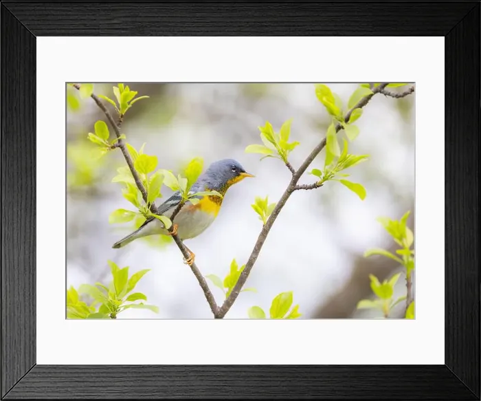 Framed Print : Northern Parula warbler perched on branch in spring in Ottawa, Canada Framed Print : Northern Parula warbler perched on branch in spring in Ottawa, Canada
