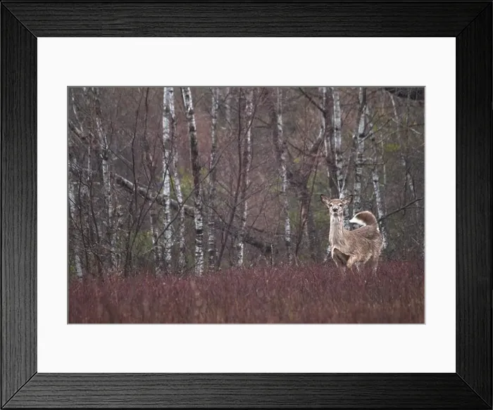 Framed Print : whitetail deer in the wild Framed Print : whitetail deer in the wild