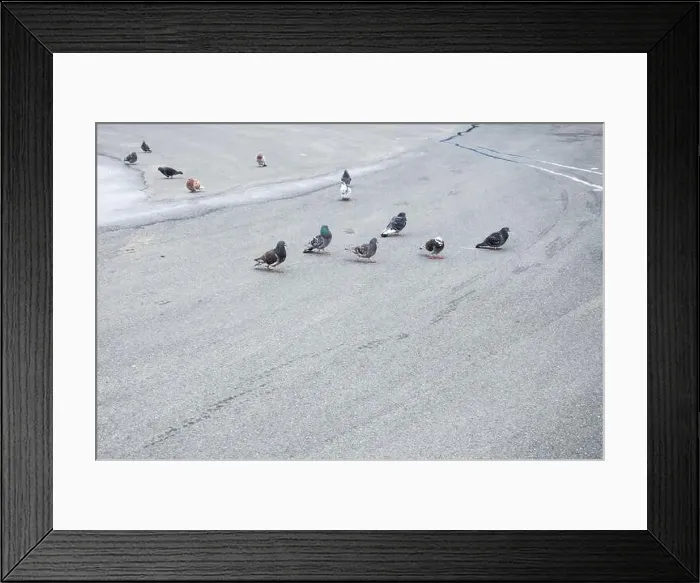 Framed Print : Flock of birds at Waterford Green park in Miramichi, New Brunswick, Canada Framed Print : Flock of birds at Waterford Green park in Miramichi, New Brunswick, Canada