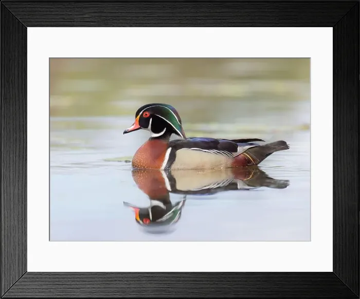 Framed Print : Closeup of a Wood duck male reflection swimming on Mud lake in Ottawa, Canada Framed Print : Closeup of a Wood duck male reflection swimming on Mud lake in Ottawa, Canada