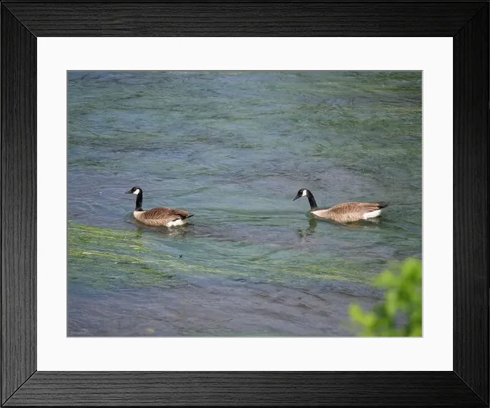 Framed Print : A pair of Canada geese swimming one behind the other against the current on a river