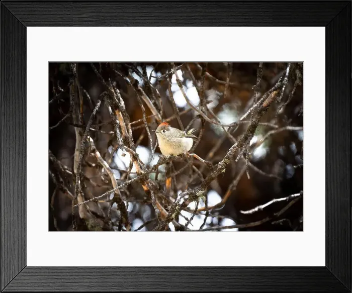 Framed Print : Ruby Crowned Kinglet perched on a tree branch during spring in Banff Canada Framed Print : Ruby Crowned Kinglet perched on a tree branch during spring in Banff Canada