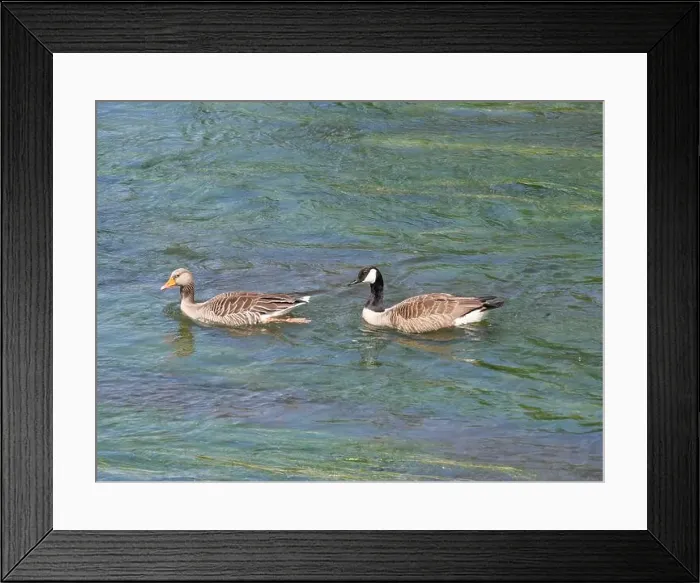 Framed Print : A greylag goose and a Canada goose swim one behind the other against the current on a river Framed Print : A greylag goose and a Canada goose swim one behind the other against the current on a river