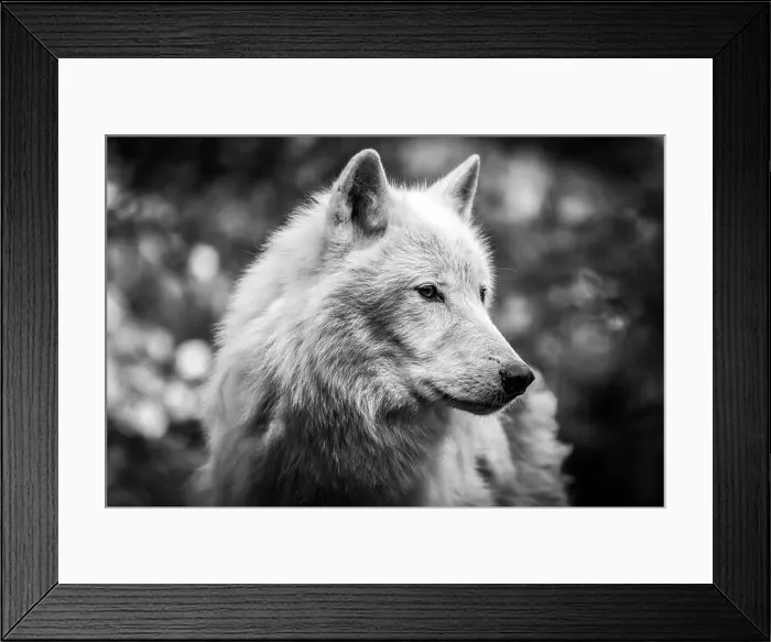 Framed Print : Portrait of an Artic Wolf 2024 Framed Print : Portrait of an Artic Wolf 2024
