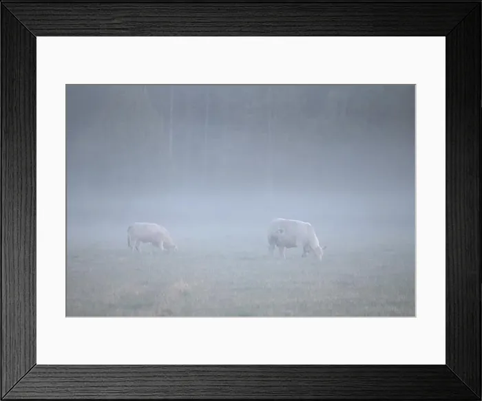Framed Print : two cows in the fog Framed Print : two cows in the fog