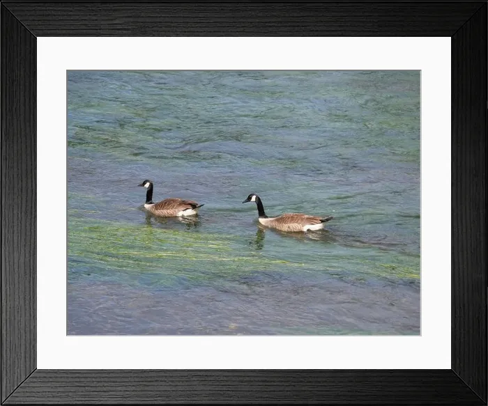 Framed Print : A pair of Canada geese swimming one behind the other against the current on a river