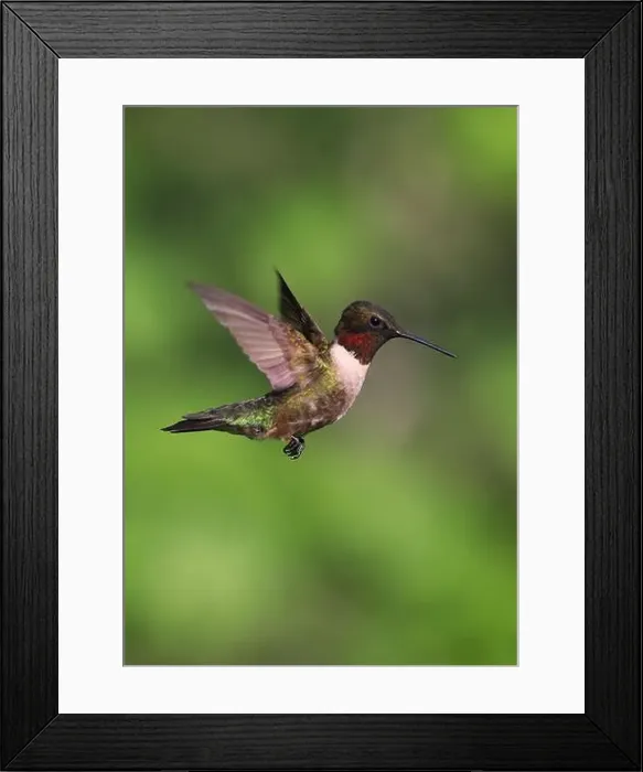 Framed Print : Ruby-throated Hummingbird flying on a green background Framed Print : Ruby-throated Hummingbird flying on a green background