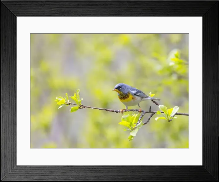 Framed Print : Northern Parula warbler perched on branch in spring in Ottawa, Canada Framed Print : Northern Parula warbler perched on branch in spring in Ottawa, Canada
