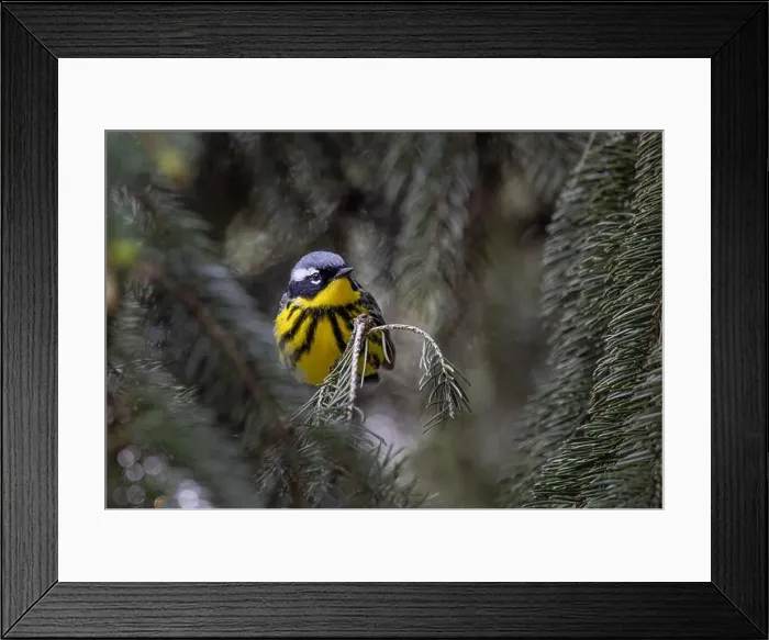 Framed Print : Magnolia warbler perched on branch in spring in Ottawa, Canada Framed Print : Magnolia warbler perched on branch in spring in Ottawa, Canada