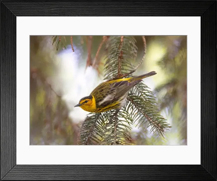 Framed Print : Cape may warbler perched on branch in spring in Ottawa, Canada Framed Print : Cape may warbler perched on branch in spring in Ottawa, Canada