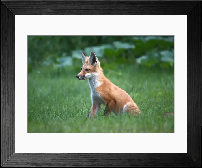 Framed Print : red fox in the forest Framed Print : red fox in the forest