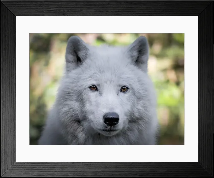 Framed Print : Portrait of an Artic Wolf 2024 Framed Print : Portrait of an Artic Wolf 2024