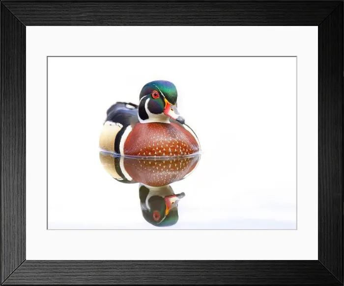 Framed Print : High-key closeup of a Wood duck male reflection swimming on Mud lake in Ottawa, Canada Framed Print : High-key closeup of a Wood duck male reflection swimming on Mud lake in Ottawa, Canada