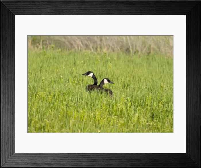 Framed Print : Canada geese (Branta canadensis), Malheur National Wildlife Refuge, Oregon Framed Print : Canada geese (Branta canadensis), Malheur National Wildlife Refuge, Oregon