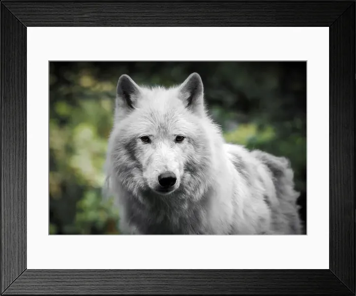 Framed Print : Portrait of an Artic Wolf 2024 Framed Print : Portrait of an Artic Wolf 2024