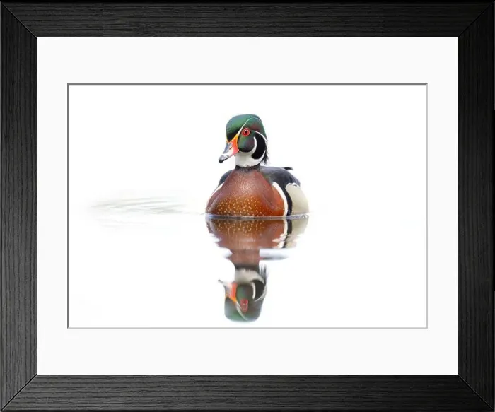 Framed Print : High-key closeup of a Wood duck male reflection swimming on Mud lake in Ottawa, Canada Framed Print : High-key closeup of a Wood duck male reflection swimming on Mud lake in Ottawa, Canada