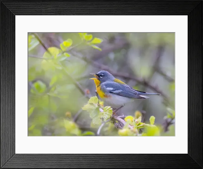 Framed Print : Northern Parula warbler perched on branch singing in spring in Ottawa, Canada Framed Print : Northern Parula warbler perched on branch singing in spring in Ottawa, Canada