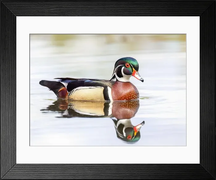 Framed Print : Closeup of a Wood duck male reflection swimming on Mud lake in Ottawa, Canada Framed Print : Closeup of a Wood duck male reflection swimming on Mud lake in Ottawa, Canada