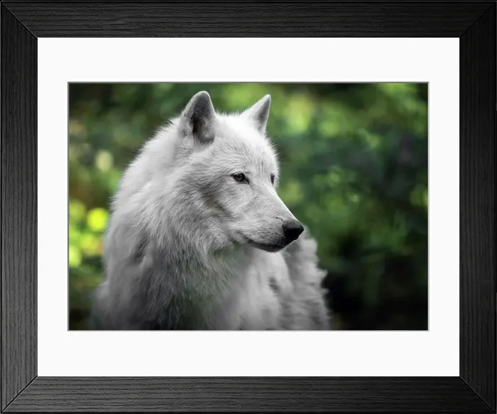 Framed Print : Portrait of an Artic Wolf 2024 Framed Print : Portrait of an Artic Wolf 2024