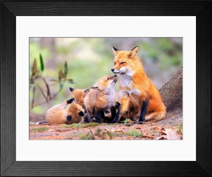 Framed Print : Portrait of mother fox with babies playing in the forest with green foreground, Canada