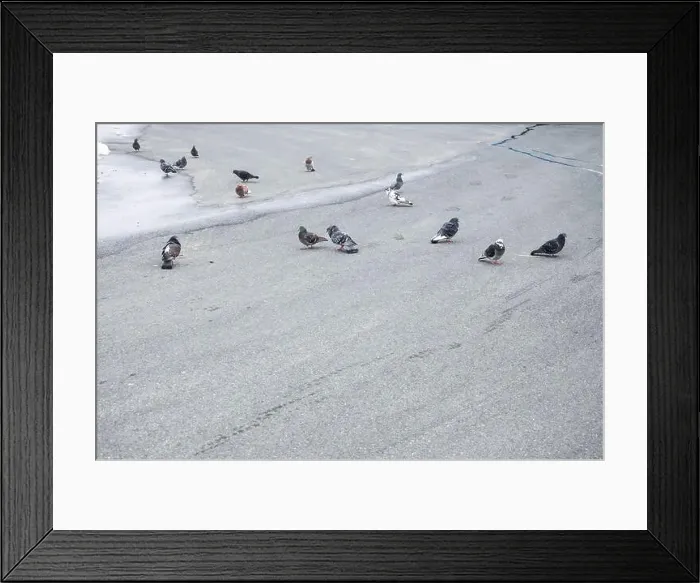 Framed Print : Flock of birds at Waterford Green park in Miramichi, New Brunswick, Canada Framed Print : Flock of birds at Waterford Green park in Miramichi, New Brunswick, Canada
