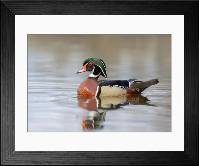 Framed Print : Closeup of a Wood duck male reflection swimming on Mud lake in Ottawa, Canada Framed Print : Closeup of a Wood duck male reflection swimming on Mud lake in Ottawa, Canada