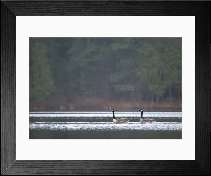 Framed Print : Canadian geese on the lake Framed Print : Canadian geese on the lake