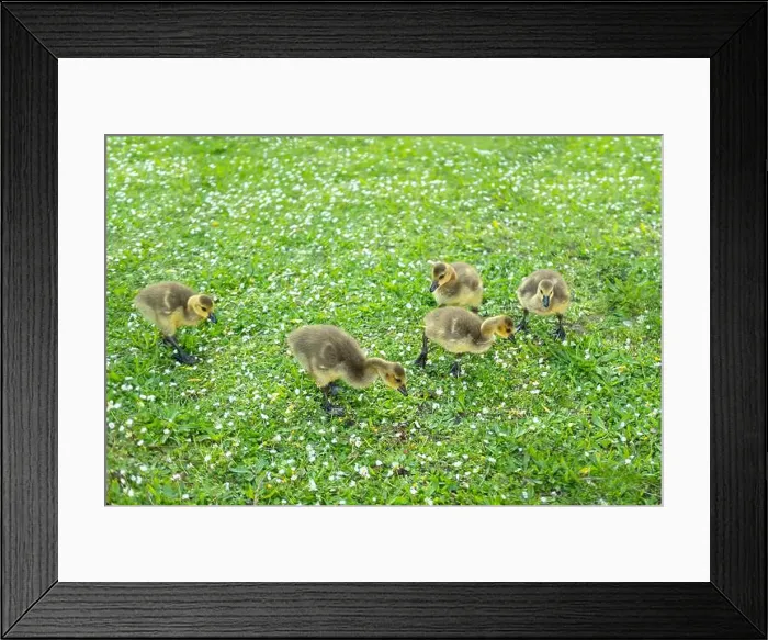 Framed Print : Goslings Canada goose, Brant canadian on green meadow with parents in woodland area Framed Print : Goslings Canada goose, Brant canadian on green meadow with parents in woodland area
