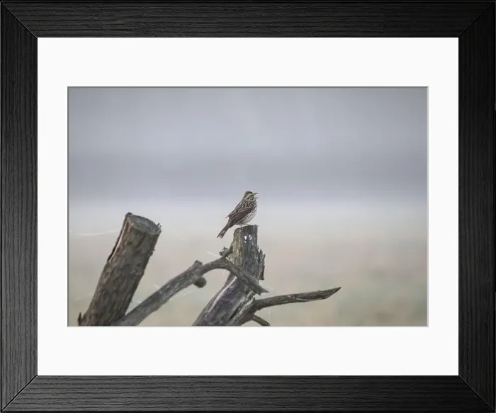 Framed Print : bird on a fence post in the field Framed Print : bird on a fence post in the field