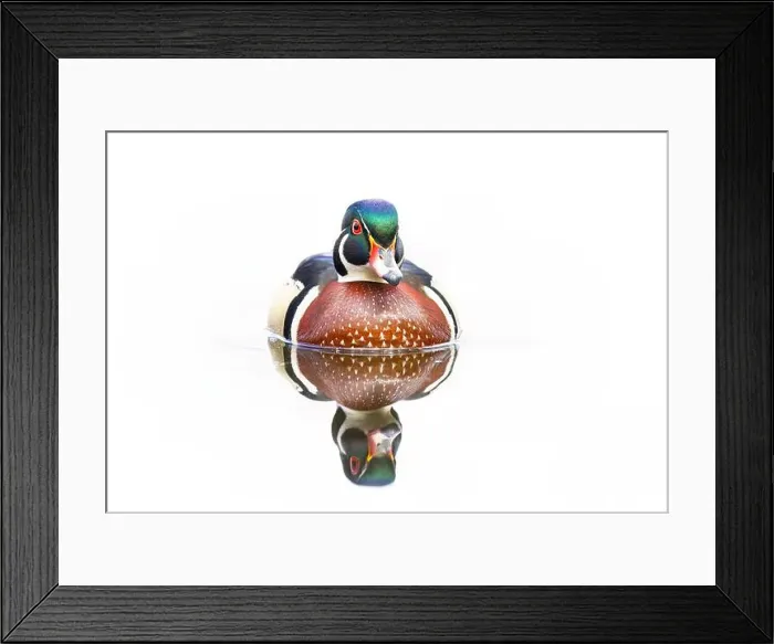 Framed Print : High-key closeup of a Wood duck male reflection swimming on Mud lake in Ottawa, Canada Framed Print : High-key closeup of a Wood duck male reflection swimming on Mud lake in Ottawa, Canada