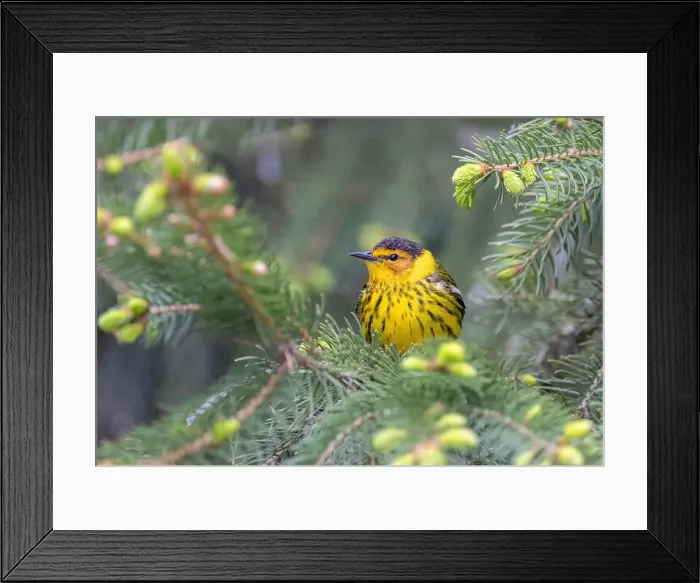 Framed Print : Cape may warbler perched on branch in spring in Ottawa, Canada Framed Print : Cape may warbler perched on branch in spring in Ottawa, Canada