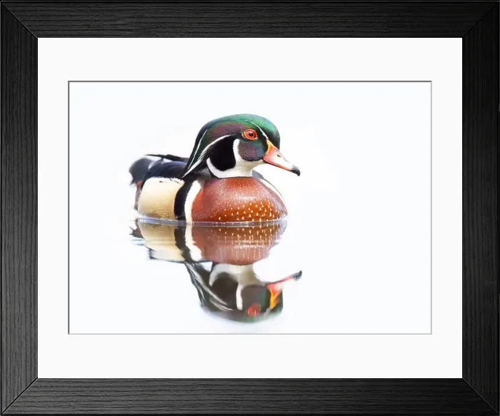 Framed Print : High-key closeup of a Wood duck male reflection swimming on Mud lake in Ottawa, Canada Framed Print : High-key closeup of a Wood duck male reflection swimming on Mud lake in Ottawa, Canada