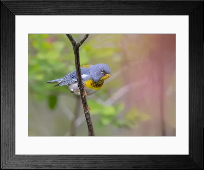 Framed Print : Northern Parula warbler perched on branch in spring in Ottawa, Canada Framed Print : Northern Parula warbler perched on branch in spring in Ottawa, Canada