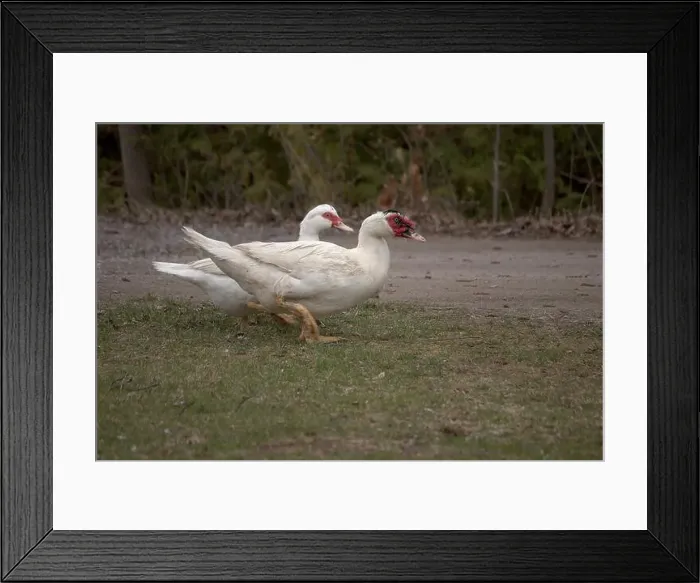 Framed Print : white duck in the park Framed Print : white duck in the park