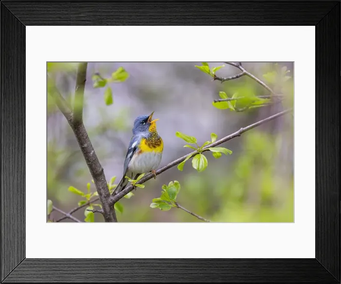 Framed Print : Northern Parula warbler perched on branch singing in spring in Ottawa, Canada