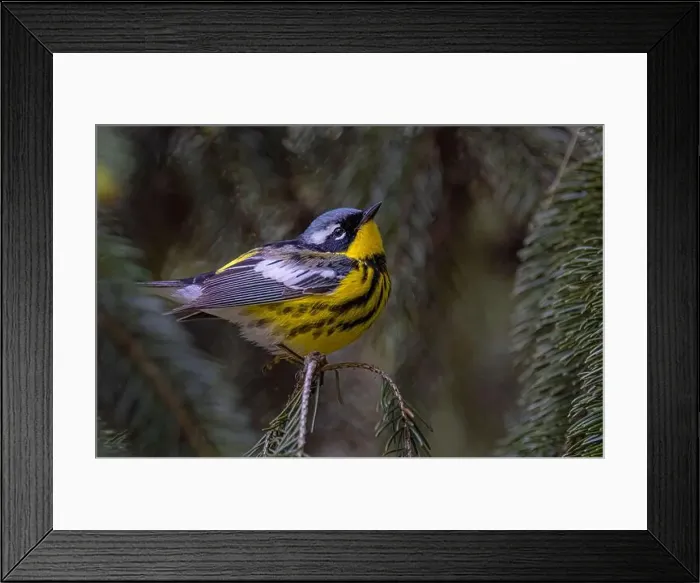 Framed Print : Magnolia warbler perched on branch in spring in Ottawa, Canada