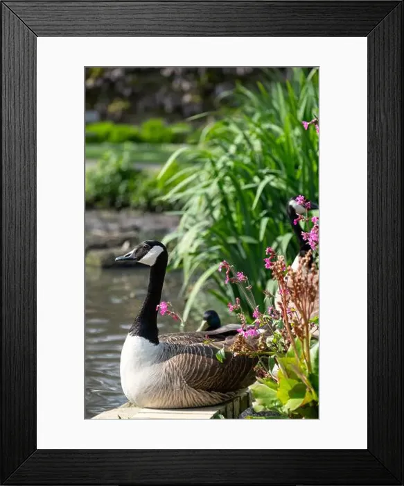 Framed Print : Stunning Canada goose at the edge of the lake Framed Print : Stunning Canada goose at the edge of the lake