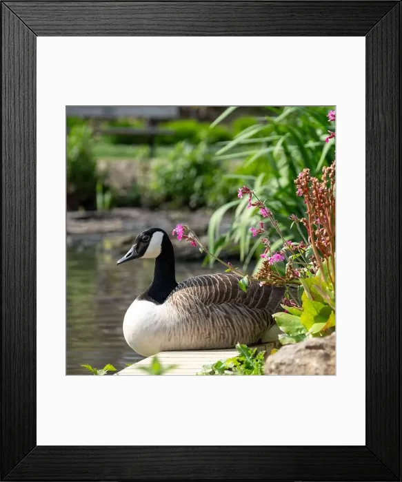 Framed Print : Stunning Canada goose at the edge of the lake Framed Print : Stunning Canada goose at the edge of the lake