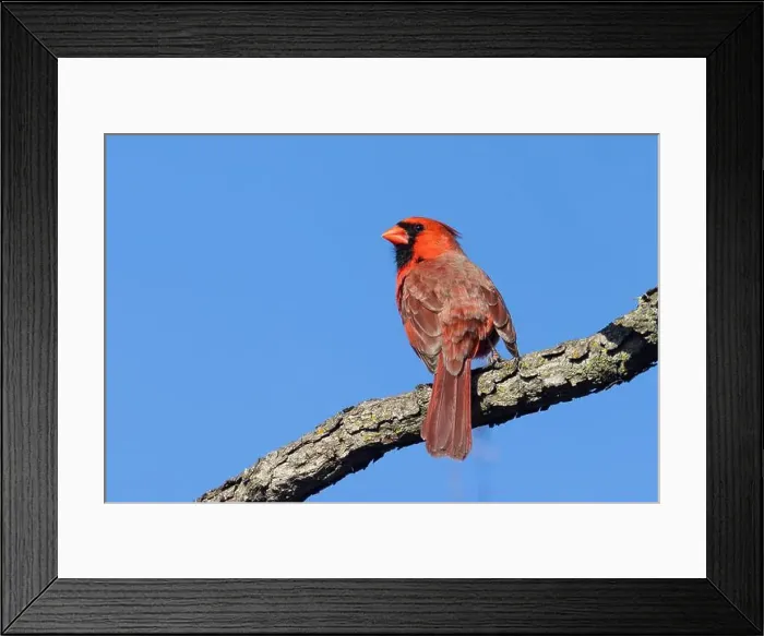 Framed Print : male northern cardinal Framed Print : male northern cardinal