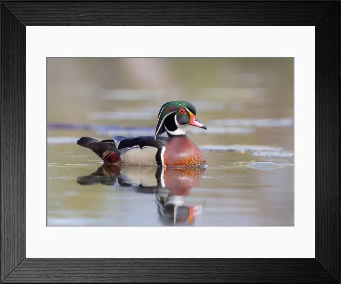 Framed Print : Closeup of a Wood duck male reflection swimming on Mud lake in Ottawa, Canada Framed Print : Closeup of a Wood duck male reflection swimming on Mud lake in Ottawa, Canada