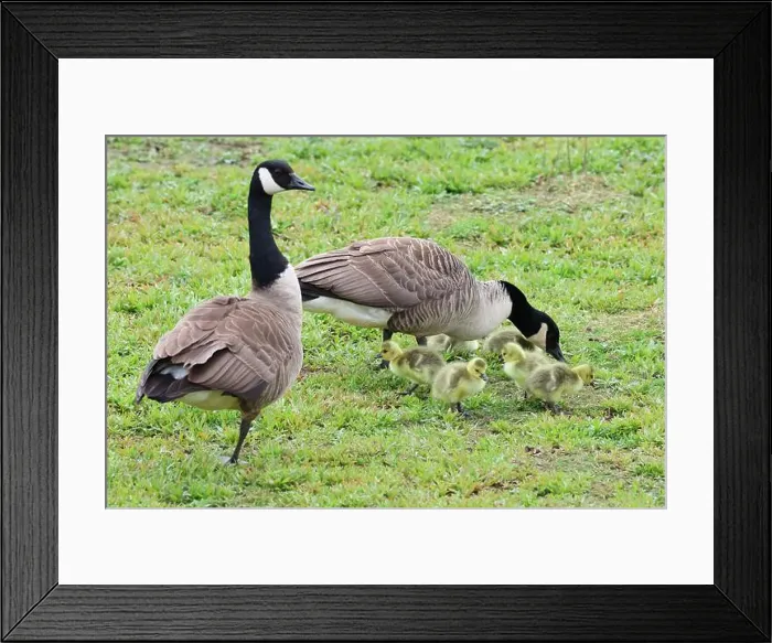 Framed Print : Wildlife at Tophill Low Nature Reserve Framed Print : Wildlife at Tophill Low Nature Reserve