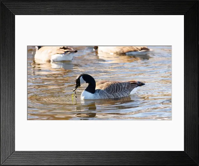 Framed Print : Canadian geese in the afternoon sun swimming and feeding on grass in a lake Framed Print : Canadian geese in the afternoon sun swimming and feeding on grass in a lake
